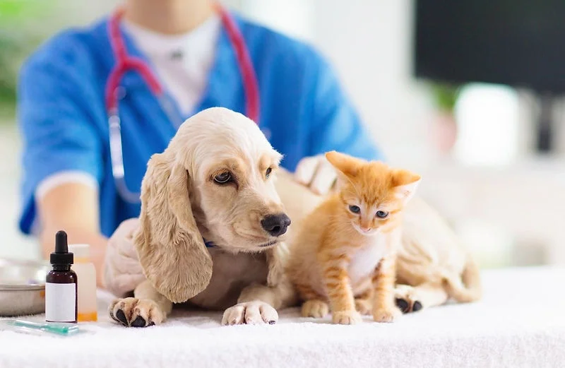 診察台のそばで犬と猫を見守る飼い主と獣医師